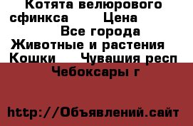 Котята велюрового сфинкса. .. › Цена ­ 15 000 - Все города Животные и растения » Кошки   . Чувашия респ.,Чебоксары г.